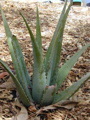 Aloe